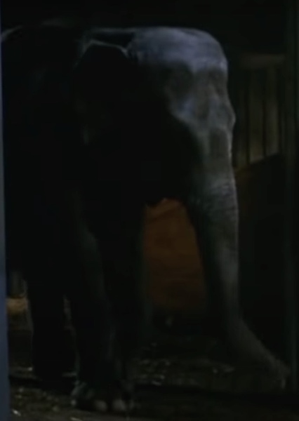 Modoc the Elephant photo