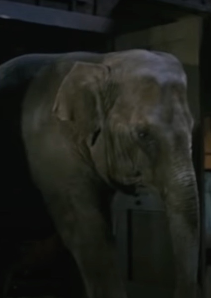 Modoc the Elephant photo