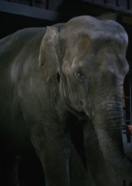 Modoc the Elephant photo