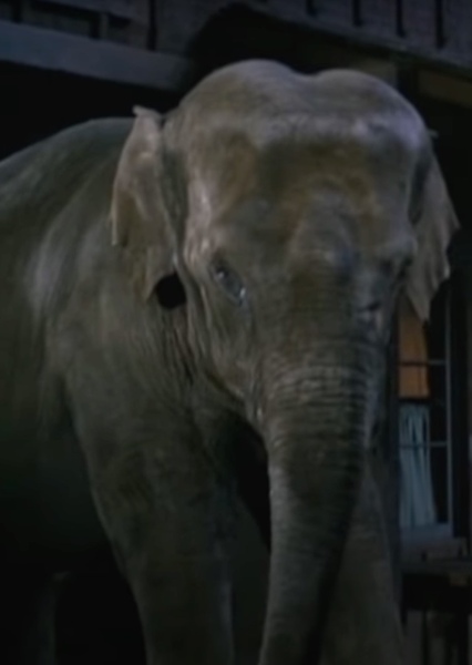 Modoc the Elephant photo