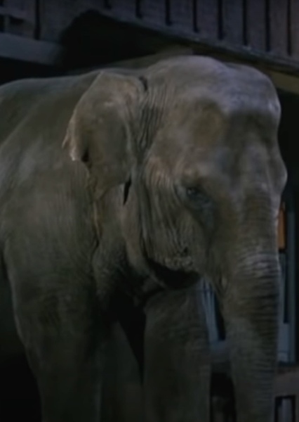 Modoc the Elephant photo