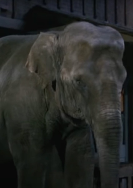Modoc the Elephant photo