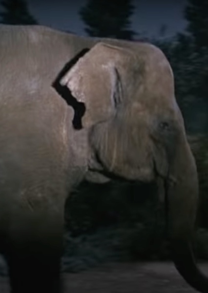 Modoc the Elephant photo