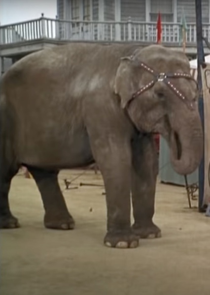 Modoc the Elephant photo