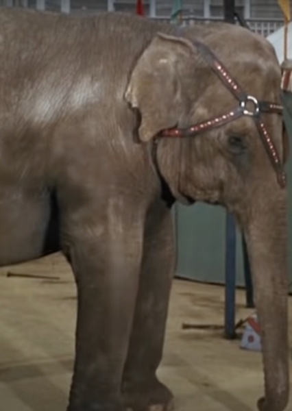 Modoc the Elephant photo
