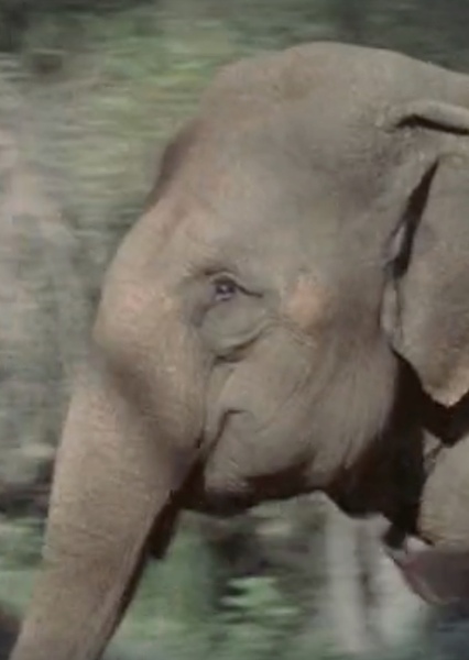 Modoc the Elephant photo