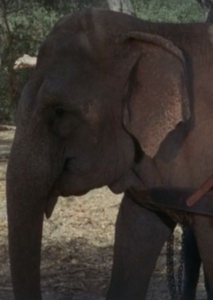 Modoc the Elephant photo