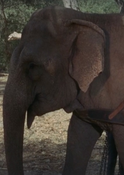 Modoc the Elephant photo