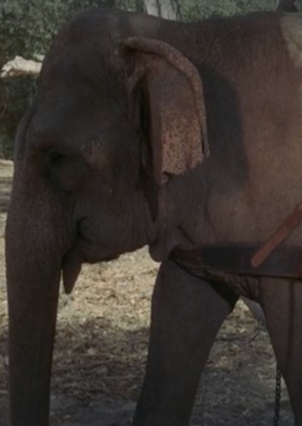 Modoc the Elephant photo