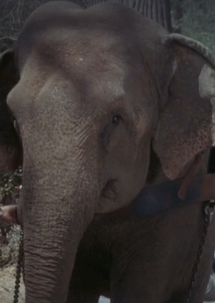 Modoc the Elephant photo