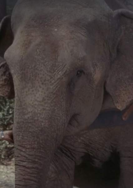 Modoc the Elephant photo