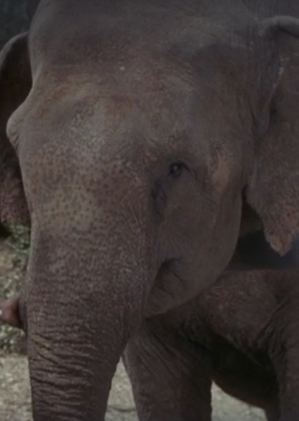 Modoc the Elephant photo