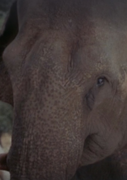 Modoc the Elephant photo