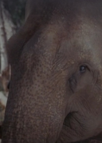 Modoc the Elephant photo
