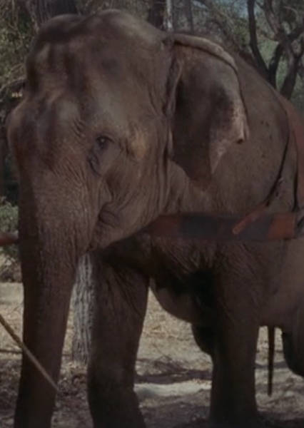 Modoc the Elephant photo
