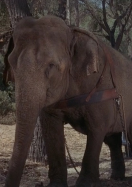 Modoc the Elephant photo