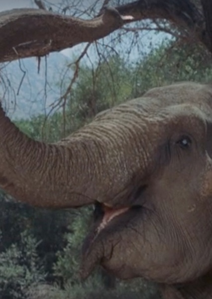 Modoc the Elephant photo