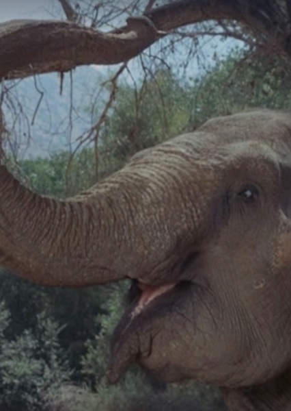 Modoc the Elephant photo