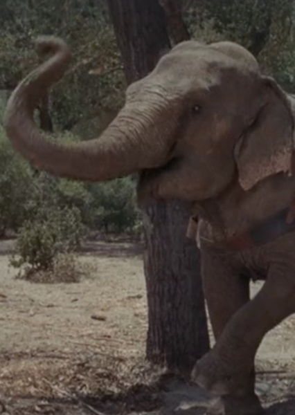 Modoc the Elephant photo