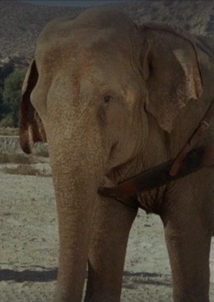 Modoc the Elephant photo