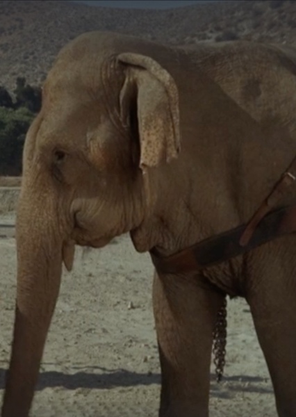 Modoc the Elephant photo