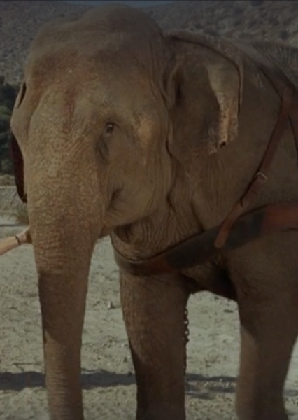 Modoc the Elephant photo