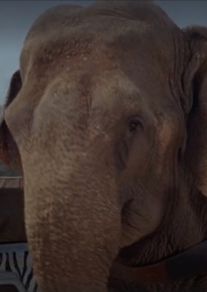 Modoc the Elephant photo