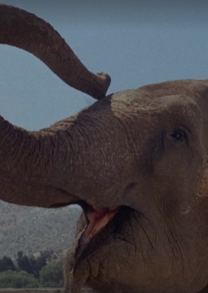 Modoc the Elephant photo