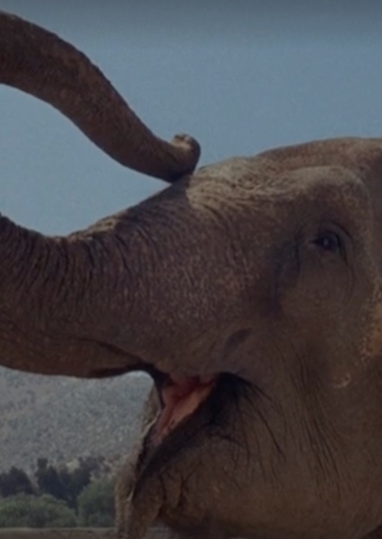 Modoc the Elephant photo
