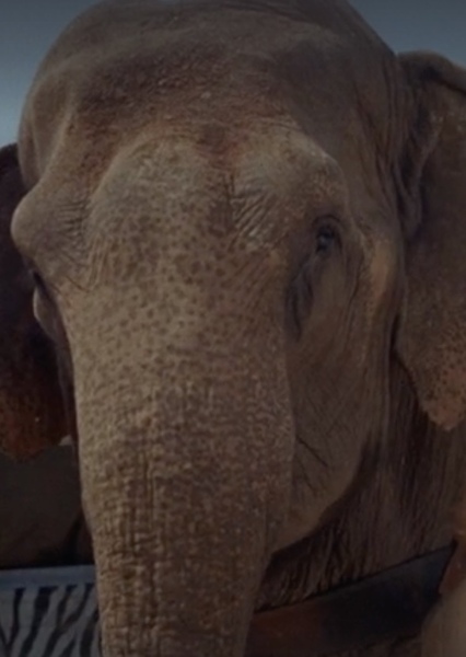Modoc the Elephant photo