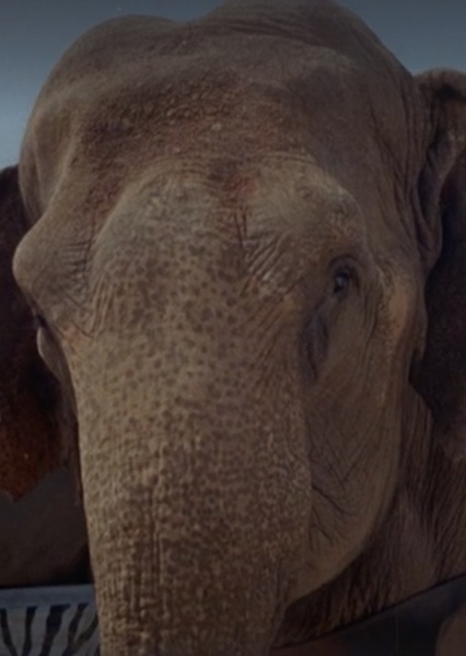 Modoc the Elephant photo