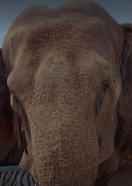 Modoc the Elephant photo