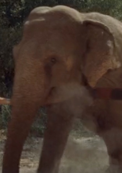Modoc the Elephant photo