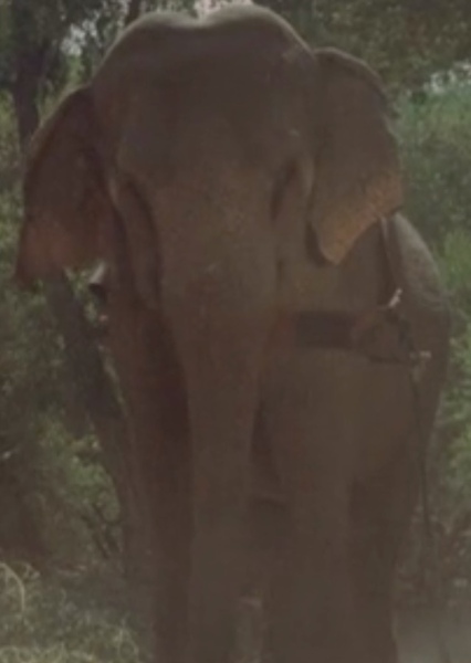 Modoc the Elephant photo