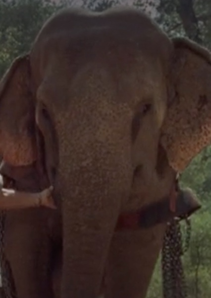 Modoc the Elephant photo