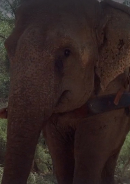 Modoc the Elephant photo
