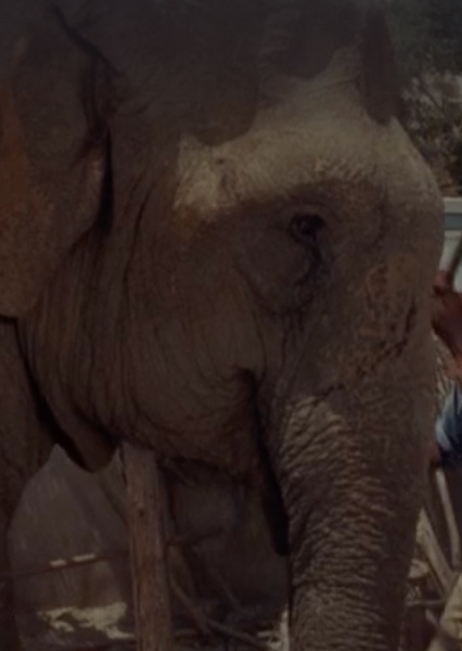 Modoc the Elephant photo