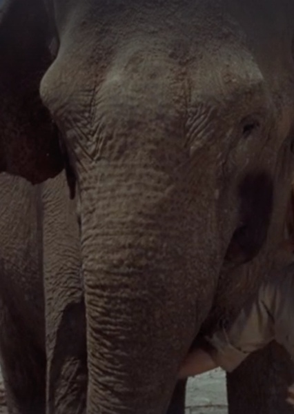 Modoc the Elephant photo