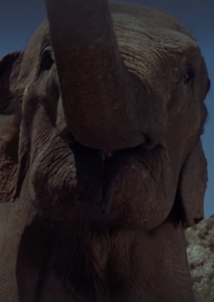 Modoc the Elephant photo