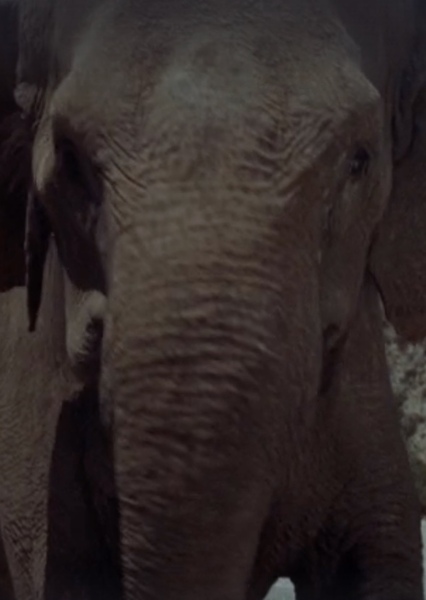 Modoc the Elephant photo