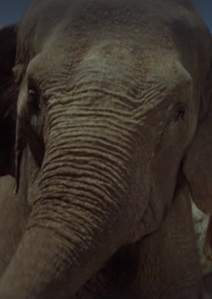 Modoc the Elephant photo