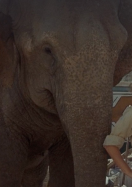 Modoc the Elephant photo