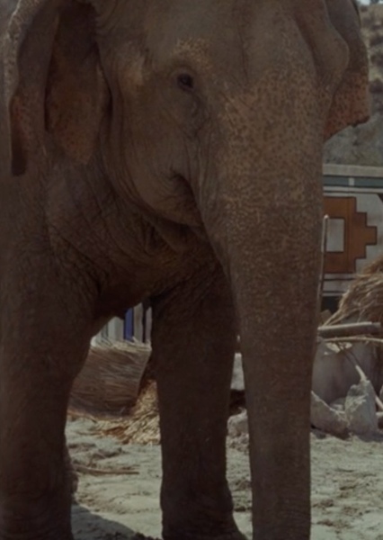 Modoc the Elephant photo