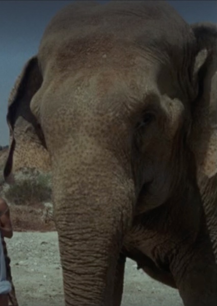 Modoc the Elephant photo