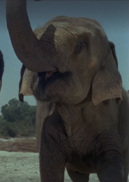 Modoc the Elephant photo