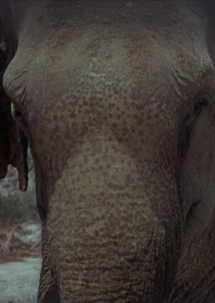 Modoc the Elephant photo