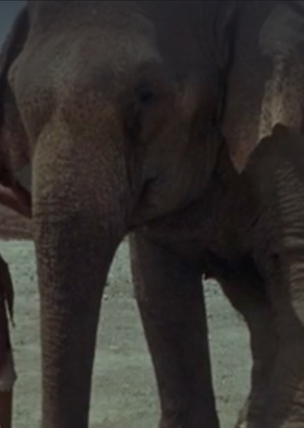 Modoc the Elephant photo