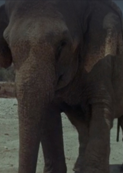 Modoc the Elephant photo