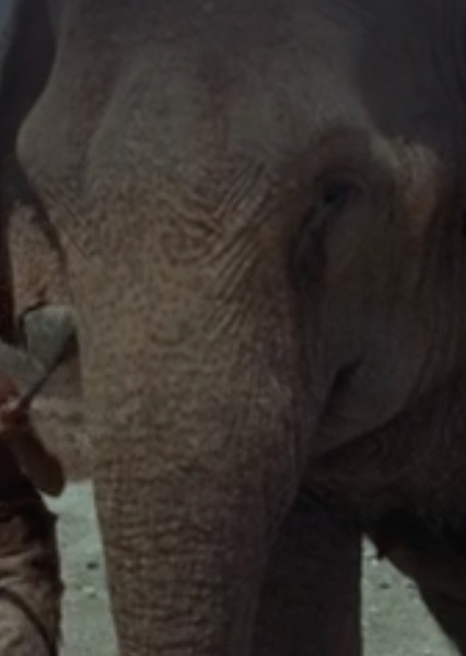 Modoc the Elephant photo
