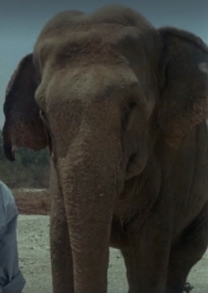 Modoc the Elephant photo